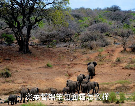 资莱皙绵羊油面霜怎么样