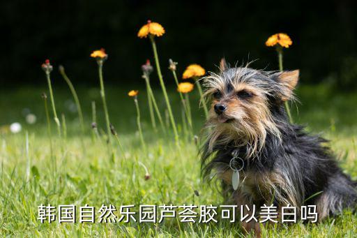 韩国自然芦荟水乳怎么样,韩国芦荟面膜好用吗