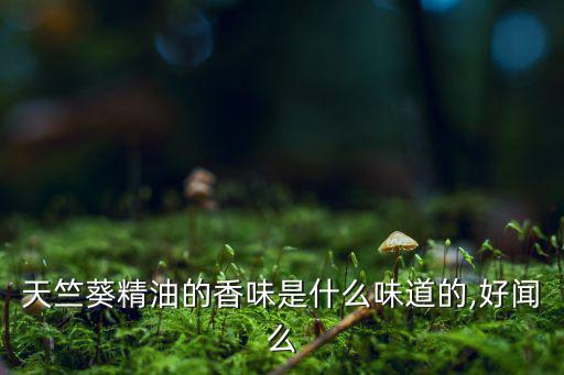 天竺葵精油的香味是什么味道的,好闻么