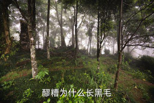 醪糟为什么长黑毛