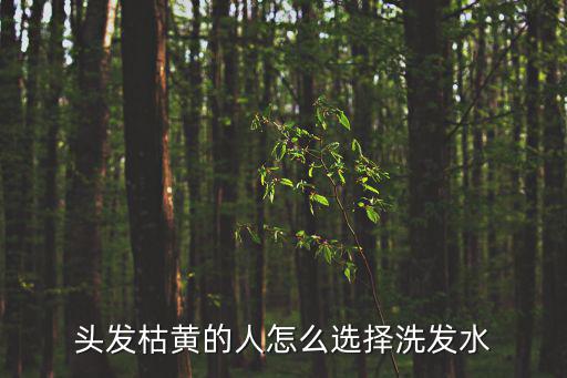 头发枯黄的人怎么选择洗发水