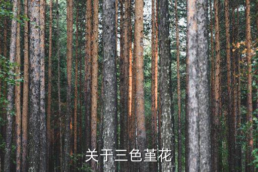 关于三色堇花