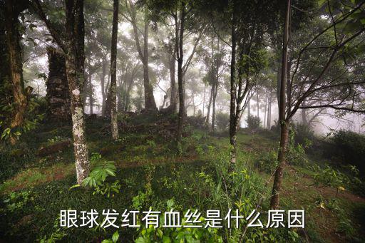 丝碧贵族 洗面奶怎么样,碧欧泉洗面奶哪个系列好