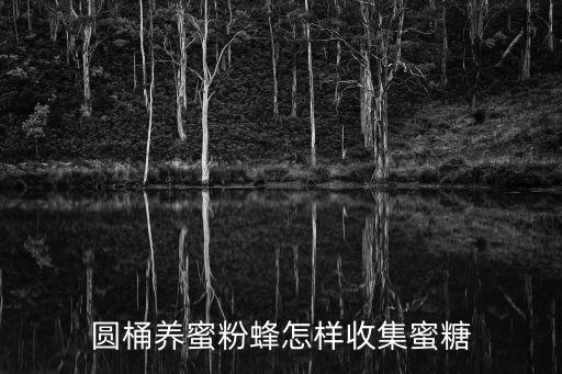 圆桶养蜜粉蜂怎样收集蜜糖