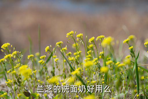 兰芝的洗面奶好用么