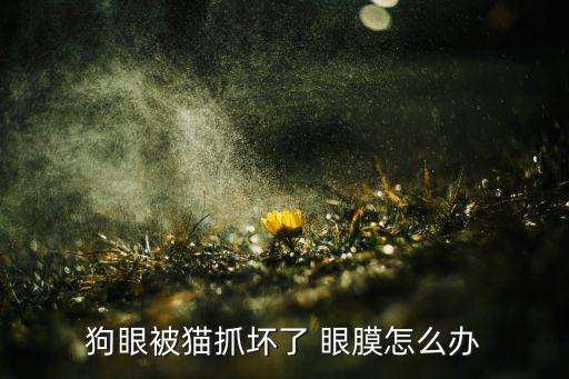 狗眼被猫抓坏了 眼膜怎么办