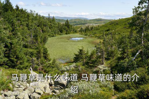 怎么认识马鞭草的真假,这些马鞭草有哪些功效?