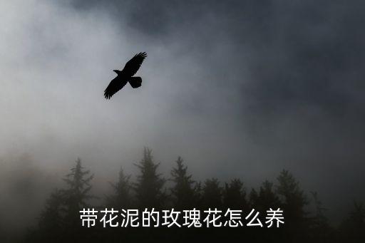 插在花泥的花怎么养,怎么整理花瓶和花瓶塞?
