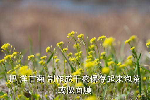 把 洋甘菊 制作成干花保存起来泡茶或做面膜