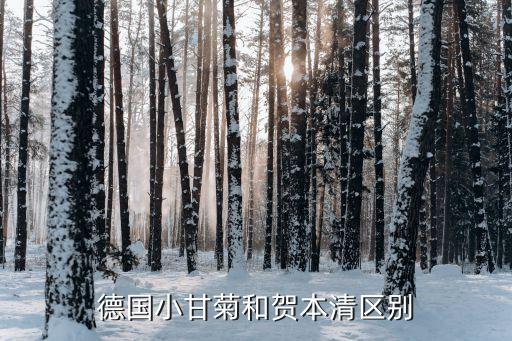 德国小甘菊和贺本清区别