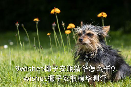 wishes是什么牌子,wishes是什么?