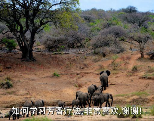 根本芳疗隔离怎么样,如何学习芳香疗法?一文看懂!