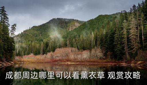 成都周边哪里可以看薰衣草 观赏攻略