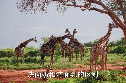 洗面奶和洁面乳的区别