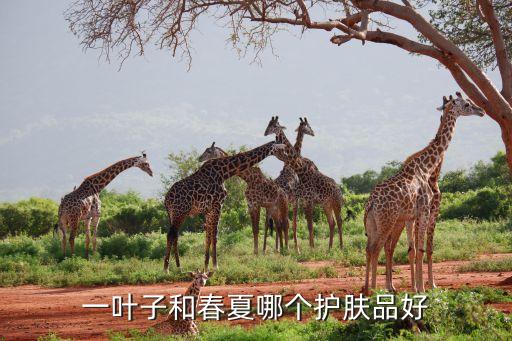 一叶子和春夏哪个护肤品好