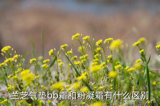 兰芝气垫bb霜和粉凝霜有什么区别