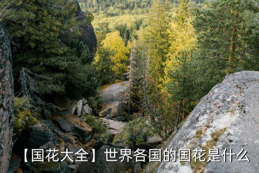 木槿花化妆品怎么样,沈阳木槿花怎么样