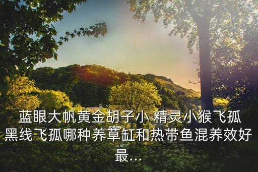  蓝眼大帆黄金胡子小 精灵小猴飞孤黑线飞孤哪种养草缸和热带鱼混养效好最...