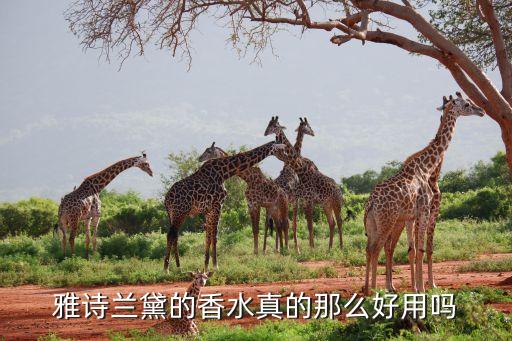 雅诗兰黛的香水真的那么好用吗