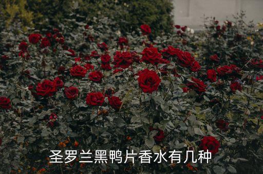 ysl黑鸦片香水日期在哪里,圣罗兰黑鸦片香水防伪码在哪里?