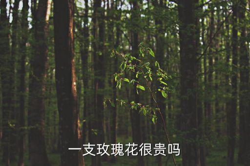 一支玫瑰花很贵吗