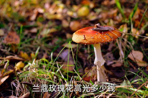 兰蔻玫瑰花高光多少钱