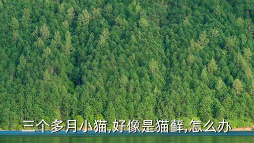 三个多月小猫,好像是猫藓,怎么办