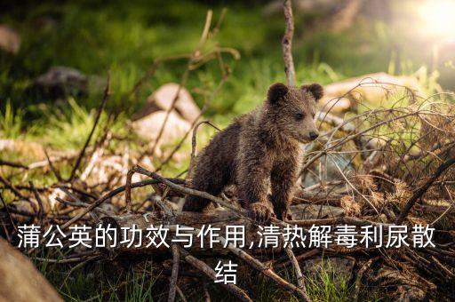 蒲公英的功效与作用,清热解毒利尿散结
