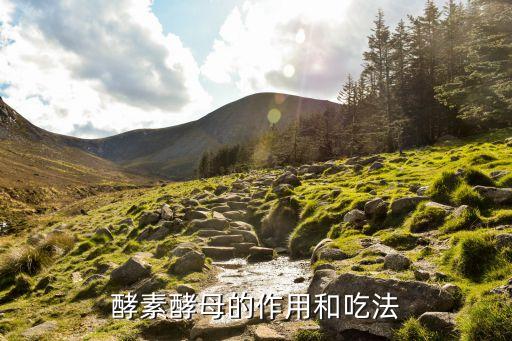 薄荷酵素有什么用处,酵素有什么用?酵素可能对身体有好处?