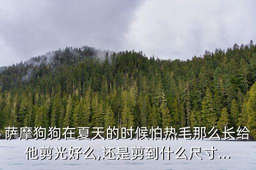 萨摩狗狗在夏天的时候怕热毛那么长给他剪光好么,还是剪到什么尺寸...
