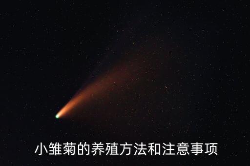  小雏菊的养殖方法和注意事项