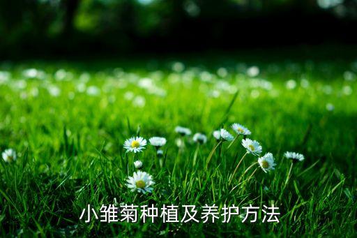  小雏菊种植及养护方法
