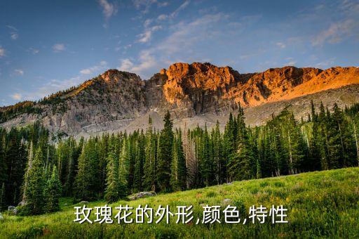 什么是有机玫瑰,大马士革有机玫瑰