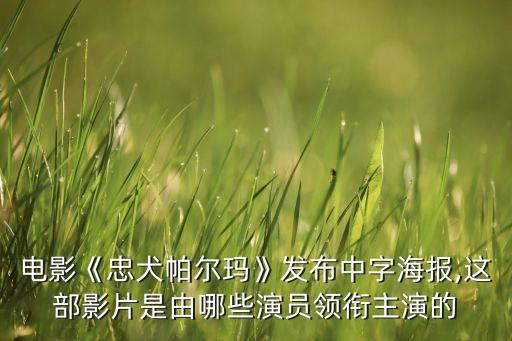 电影《忠犬帕尔玛》发布中字海报,这部影片是由哪些演员领衔主演的