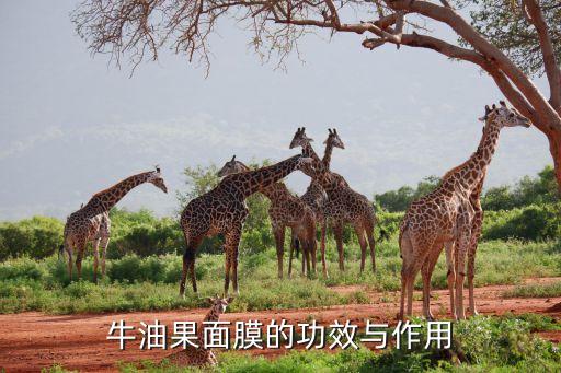 牛油果面膜的功效与作用