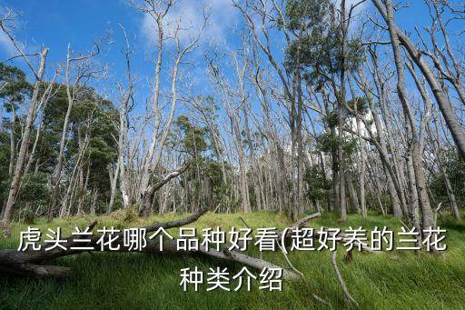 虎头兰花哪个品种好看(超好养的兰花种类介绍