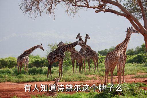 有人知道诗黛尔这个牌子么