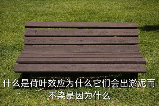 什么是荷叶效应为什么它们会出淤泥而不染是因为什么